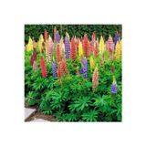 Minarette lupin tohumu bodur minare acı bakla çiçeği lupinus