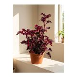 Mine Garden Ankara Bordo Oyalı Kolyoz Çiçeği (Coleus scutellarioides)