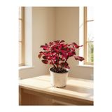 Mine Garden Ankara Fuşya Kolyoz / Kofis Çiçeği (Coleus scutellarioides) (12-14 cm Saksı)
