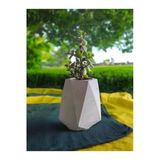 Mini Bonsai Para Ağacı Beton Saksıda