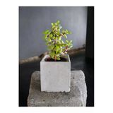 Mini Bonsai Para Ağacı Dekoratif Beton Saksıda 002