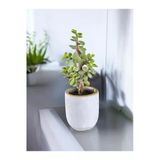 Mini Bonsai Para Ağacı Dekoratif Beton Saksıda 0866