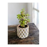 Mini Bonsai Para Ağacı Dekoratif Taş Saksıda