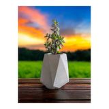 Mini Bonsai Para Ağacı Taş Saksıda
