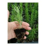 Mini Boy Biberiye Fidanı Kokulu Bitki 5-15cm Potta