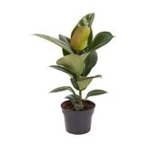 Mini Boy Kauçuk Fidanı 1 Adet Saksılı 20-45CM Salon Ofis Çiçeği (Ficus Elastica)