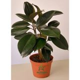 Mini Boy Kauçuk Fidanı 2'li Dikim 20-45 cm Saksılı Salon Çiçeği(Ficus Elastica)
