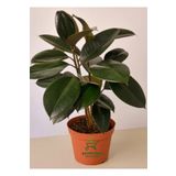 Mini Boy Kauçuk Fidanı 2'li Dikim 20-45Cm Saksılı Salon Çiçeği(Ficus Elastica), GDB15112024NA17
