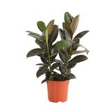 Mini Boy Kauçuk Fidanı 2'li Dikim 20-45Cm Saksılı Salon Çiçeği(Ficus Elastica), SRD1322025BYB11