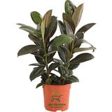Mini Boy Kauçuk Fidanı Mini Boy 2'li Dikim 20-45 cm Saksılı Salon Çiçeği(Ficus Elastica)