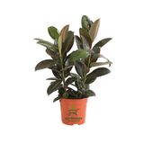 Mini Boy Kauçuk Fidanı Mini Boy 2'li Dikim 20-45Cm Saksılı Salon Çiçeği(Ficus Elastica), GDB15112024NA18