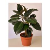 Mini Boy Kauçuk Fidanı Mini Boy 2'li Dikim 20-45Cm Saksılı Salon Çiçeği(Ficus Elastica), SRD1322025BYB19