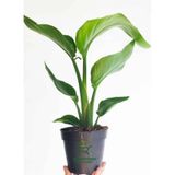 Mini Boy Starliçe Cennet Çiçeği Starliçe Çiçeği 1 Adet Saksılı 15-30CM (Strelitzia)