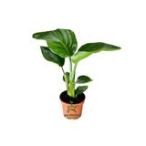 Mini Boy Strelitzia Starliçe Cennet Kuşu Çiçeği 15-30Cm 1 Adet Saksılı, GDB15112024NA30