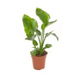 Mini Boy Strelitzia Starliçe Cennet Kuşu Çiçeği 15-30Cm 1 Adet Saksılı, SRD1322025BYB10