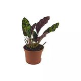 Mini Calathea Lancifolia Çiçeği Fidanı 10-20 Cm