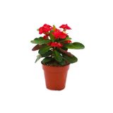 Mini Euphorbia Milii Kaktüs Dikenler Tacı Kırmızı Renkli 10-15 Cm