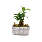 Mini Ficus Bonsai Ağacı