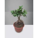 Mini Ficus Ginseng Bonsai Canlı Ev Ofis Salon Bitkisi