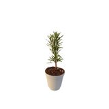 Mini Itır Bitkisi Mis Kokulu (5-10 Cm)1 Adet Saksılı, BTSNN30032424