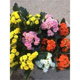 Mini Kalanşo Çiçeği Fidanı 10-20 cm