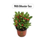 Mini Kırmızı Renk Milii Dikenler Tacı Çiçeği 10-15Cm İç/Dış Mekan Çiçeği