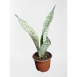 Mini Paşa Kılıcı Sansevieria [30-40CM]