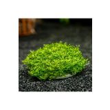 Mini Pellia Moss Yeni Sarım Canlı Bitki 5x5 Cm