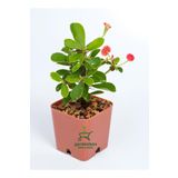 Mini Pembe Renk Milli Dikenler Tacı Çiçeği 10-15Cm