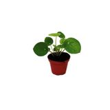 Mini Pilea Para Çiçeği Fidanı 10-20 Cm