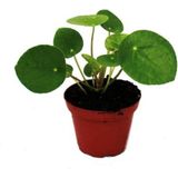 Mini Pilea Para Çiçeği