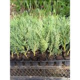 Mini Potta Leylandi Fidanı (10 20 Cm) 20 Adet Viyolde Min Boy Cupressus Leylandii
