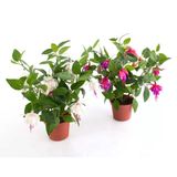 Mini Saksıda 2 Adet Küpeli Çiçeği Fidesi Karışık Renk 10-20 Cm