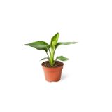 Mini Saksıda Starliçe Cennet Kuşu Çiçeği 15-25 Cm, BTSR199