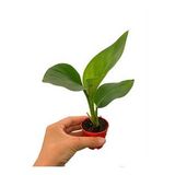 Mini Saksıda Starliçe Cennet Kuşu Çiçeği Strelitzia Nicolai