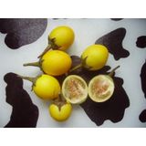 Mini Sarı patlıcan Tohum Thayland Patlıcanı 5 tohum +Hediye Tohum