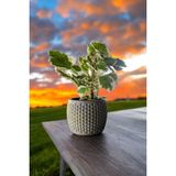 Mini Taş Saksıda Cennet Yaprağı Bitkisi Muhteşem Kokulu 5.5 Cm Plectranthus Coleoides 001