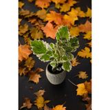 Mini Taş Saksıda Cennet Yaprağı Bitkisi Muhteşem Kokulu 5.5 Cm Plectranthus Coleoides