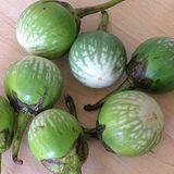 Mini Yeşil Patlıcan Tohumu