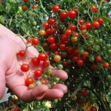 Minik Bezelye Cherry Domates 10 Tohum
