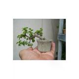 Minitaş Saksıda Bonsai Para Yeşim Ağacı