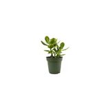 Minyatür Bahçe Için Crassula Ovata Para Çiçeği Fidanı 10-20 Cm
