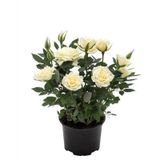 Minyatür Bodur Beyaz Gül Fidanı 1 Adet Saksılı/tüplü 35-65 Cm Miniature White Rose
