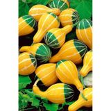 Minyatür Süs Kabağı Tohumu Pear Bicolor Gourd