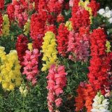 Miracle 3000 Tohum Antirrhinum Rainbow Mixed Karışık Aslanağzı Çiçeği Tohumu