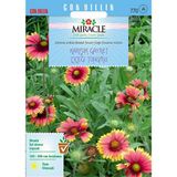 Miracle Giallardia Mix 190 Tohum Karışık Gayret Çiçeği