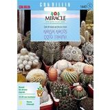 Miracle Karışık Kaktüs Bitkileri Çiçeği Tohumu (9000 Tohum)