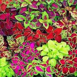 Miracle Karışık Renkli Kolyos (coleus) Yaprak Güzeli Çiçeği Tohumu(100 Tohum)