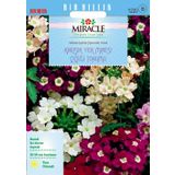 Miracle Karışık Renkli Yer Minesi Verbena Çiçeği 100 Tohum