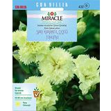 Miracle Marie Chabaud Sarı Karanfil Çiçeği 190 Tohum